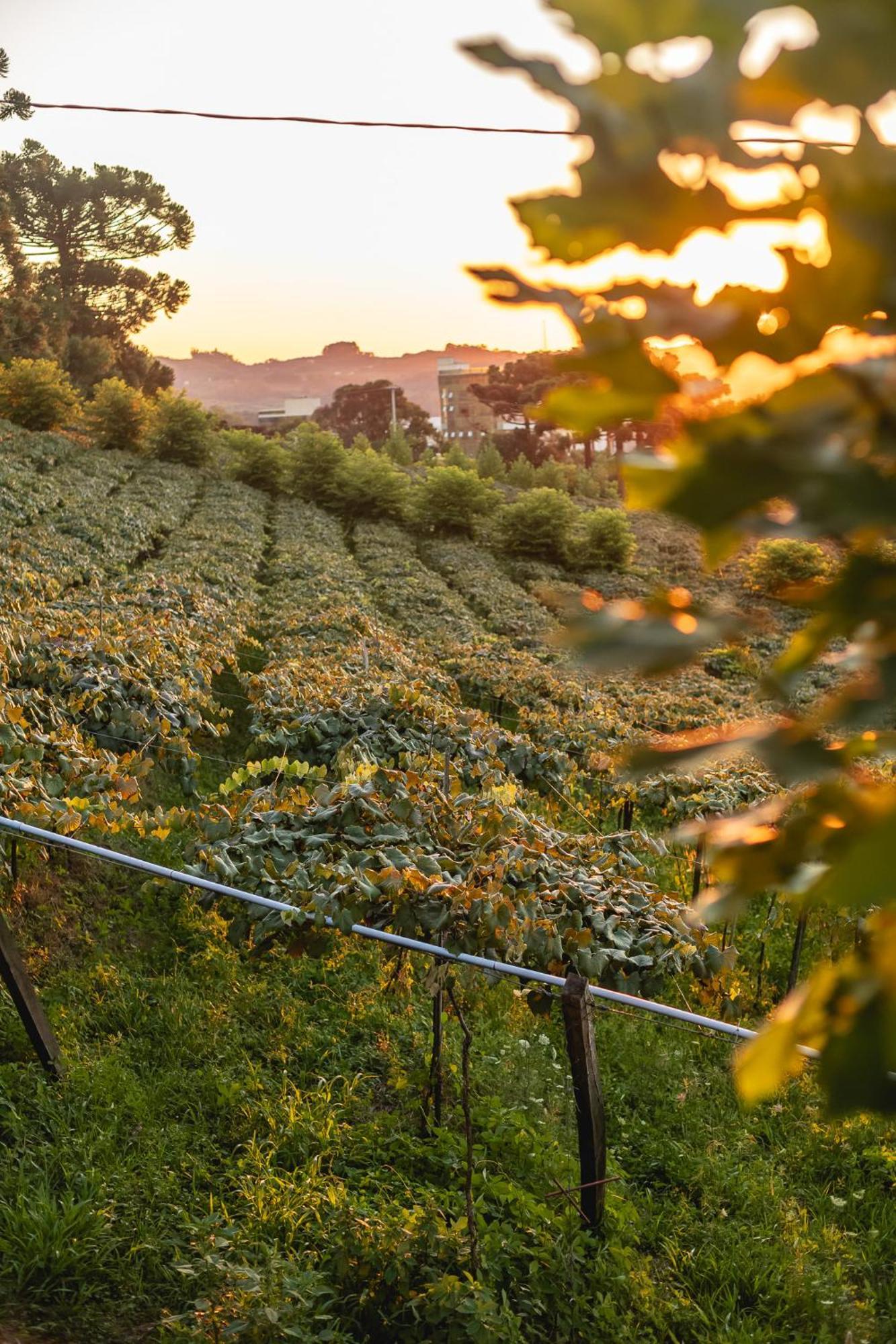 Doera Experience - Pousada De Luxo - Vale Dos Vinhedos Bento Gonçalves Eksteriør billede